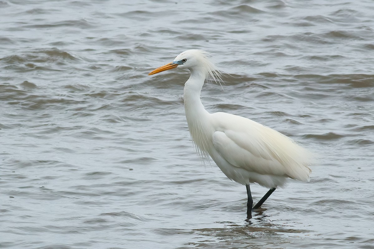 Чепура жовтодзьоба - ML646334476