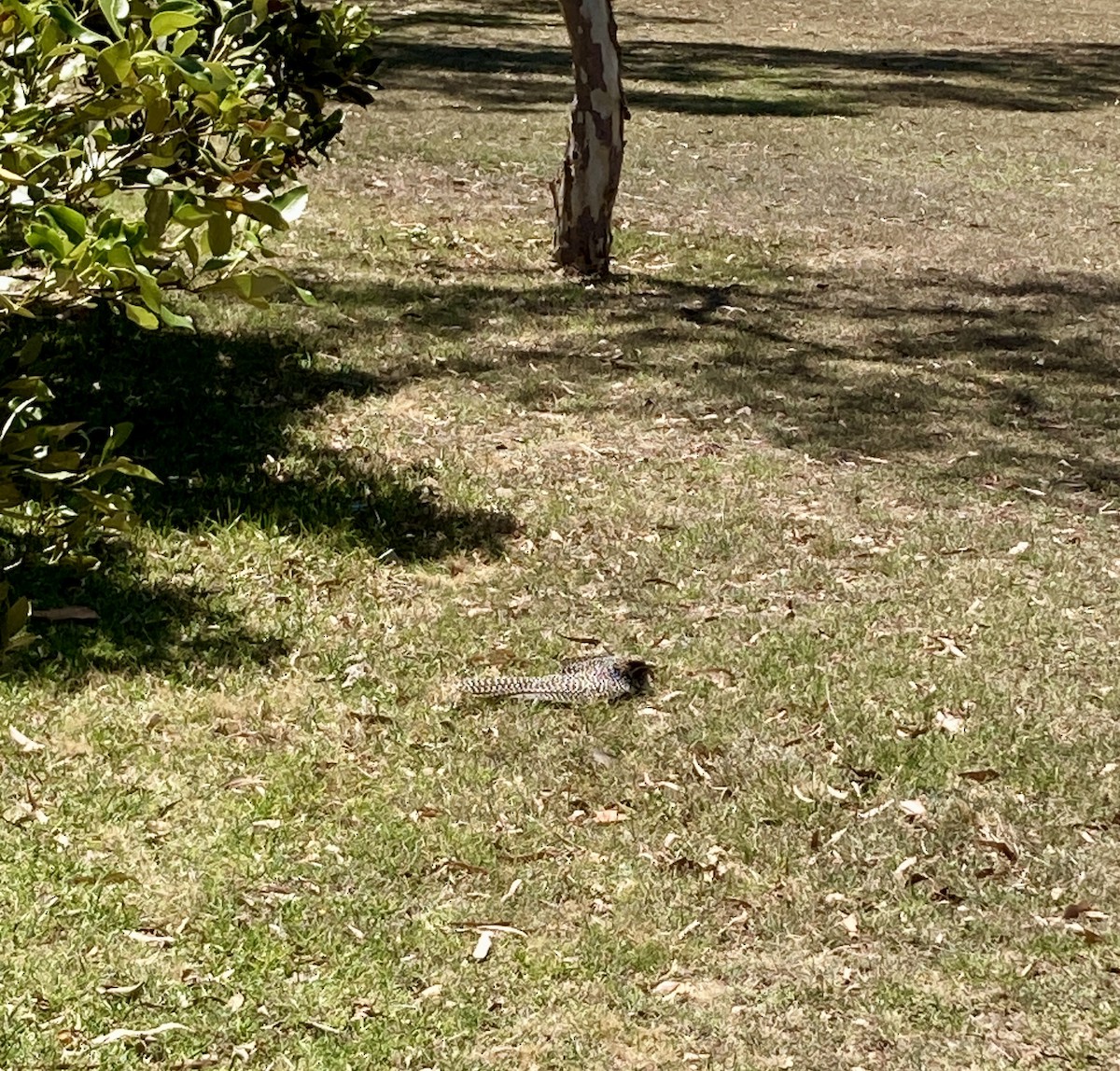 Коель східний - ML646334477