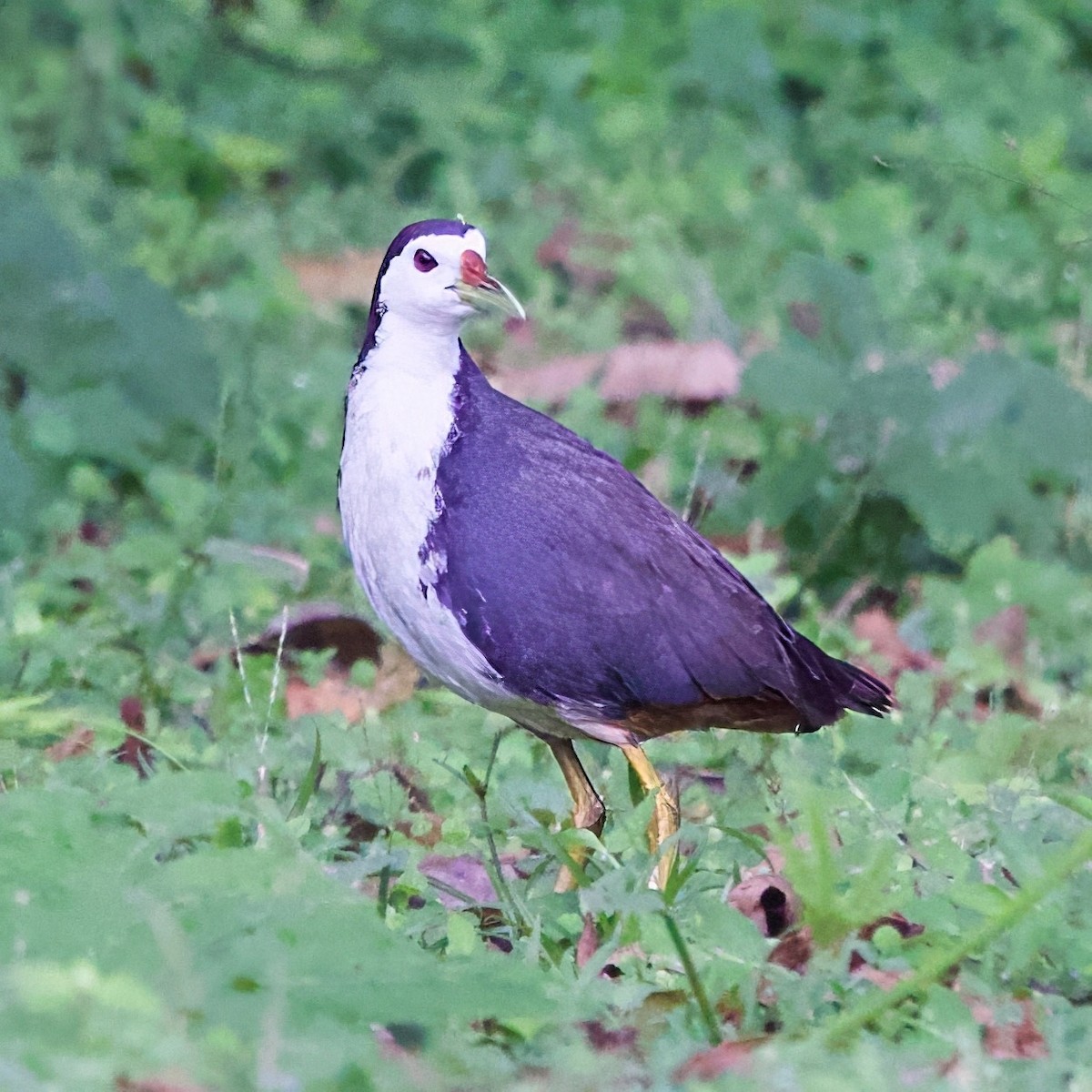 Багновик білогрудий - ML646334478