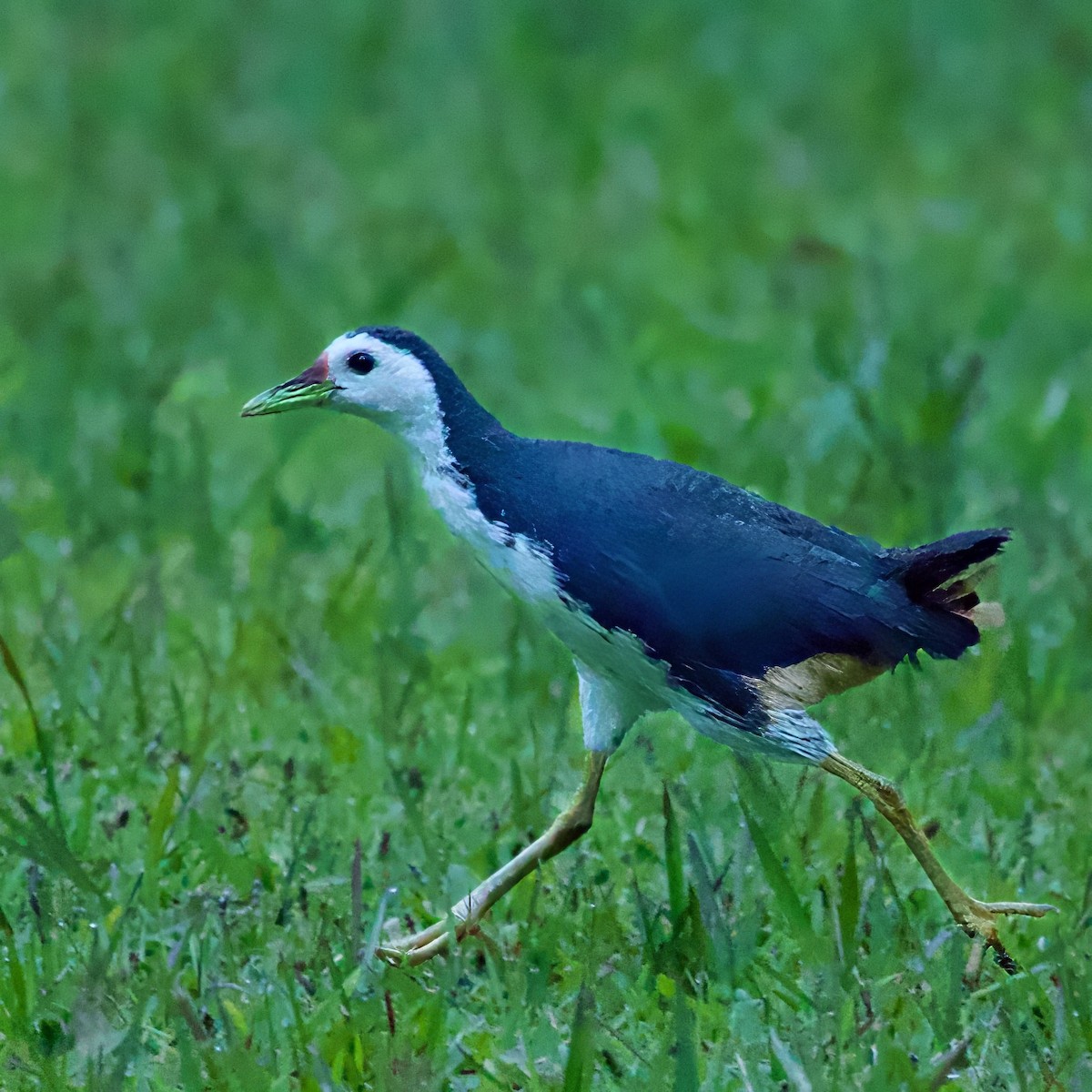 Багновик білогрудий - ML646334479