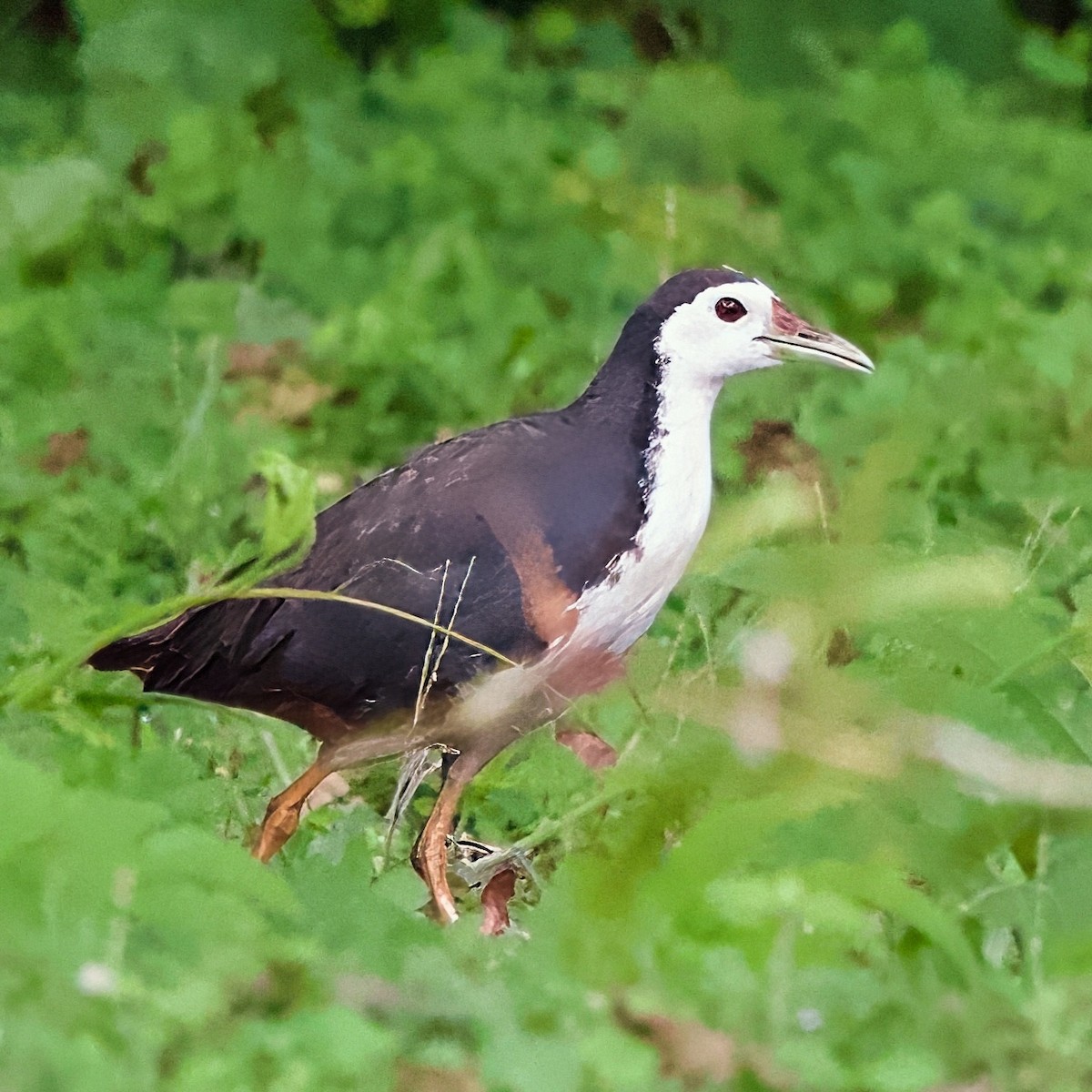 Багновик білогрудий - ML646334480