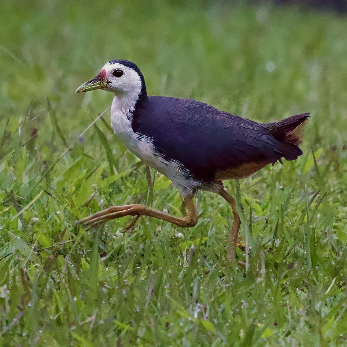 Багновик білогрудий - ML646334481