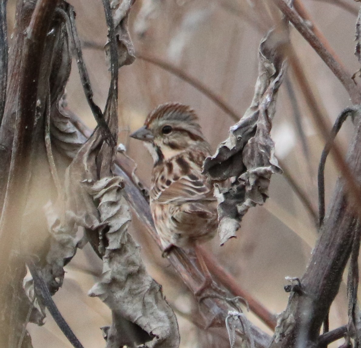 Пасовка співоча - ML646334483