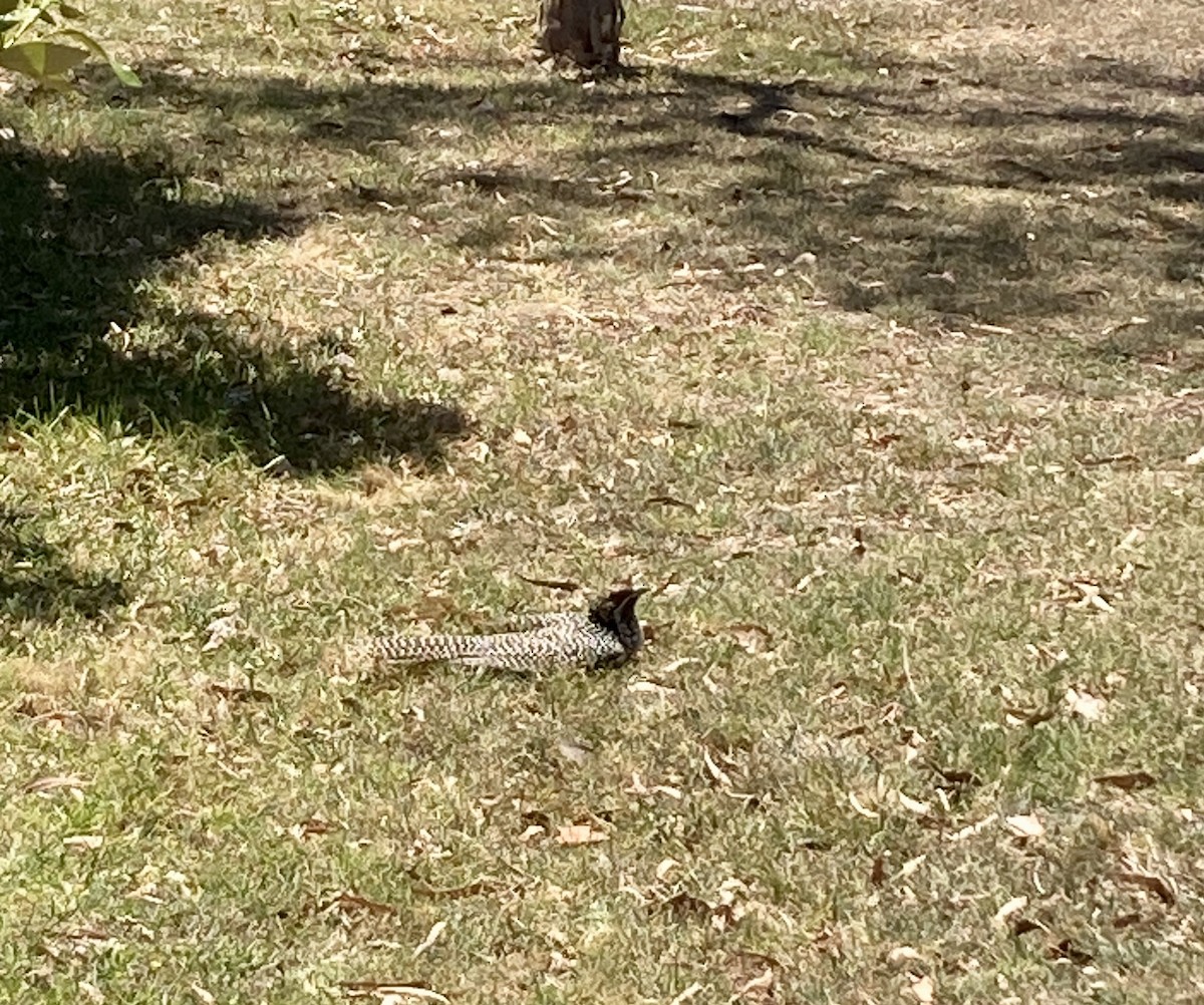 Коель східний - ML646334484