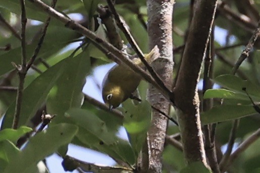 Окулярник сірогрудий - ML646334485