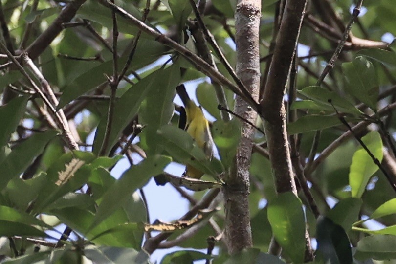 Окулярник сірогрудий - ML646334486