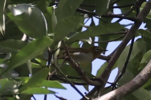 Окулярник сірогрудий - ML646334487