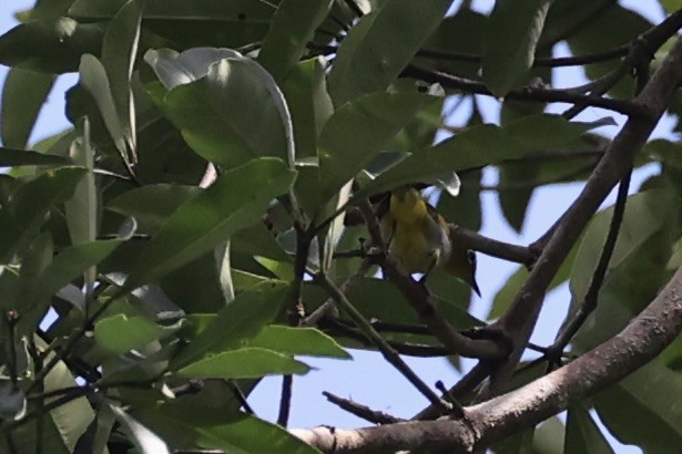 Окулярник сірогрудий - ML646334488
