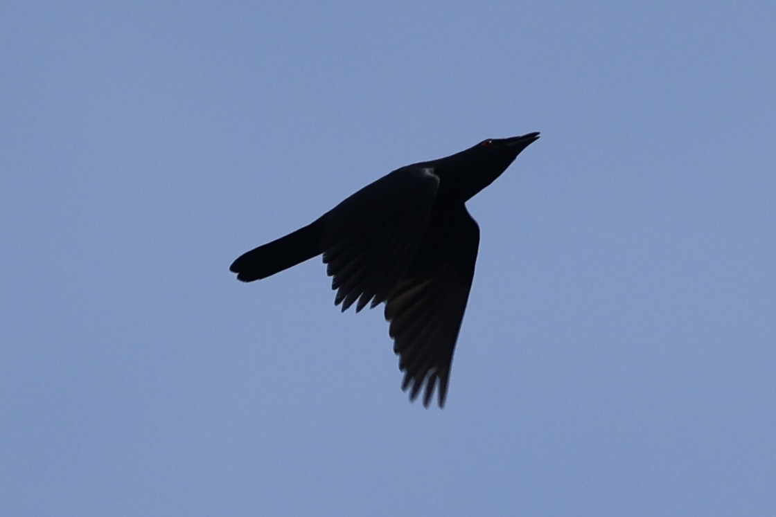 Шпак-малюк філіпінський - ML646334492