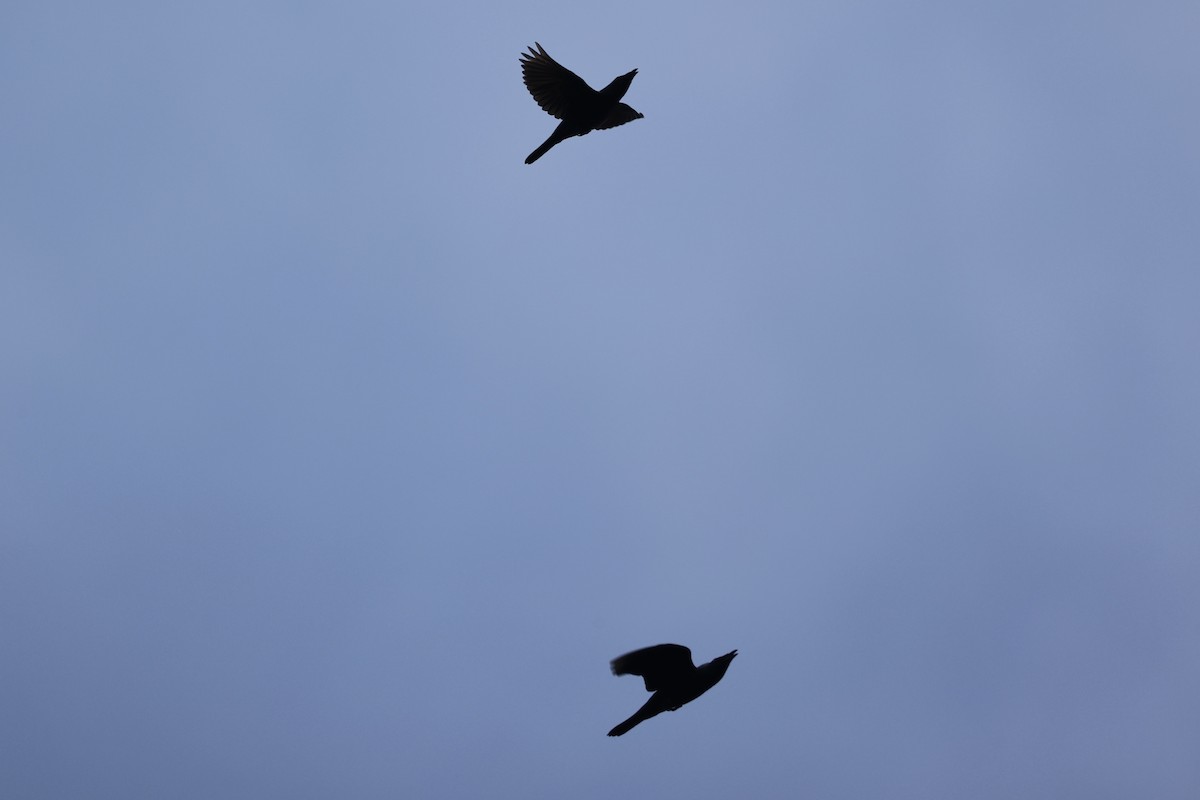 Шпак-малюк філіпінський - ML646334493