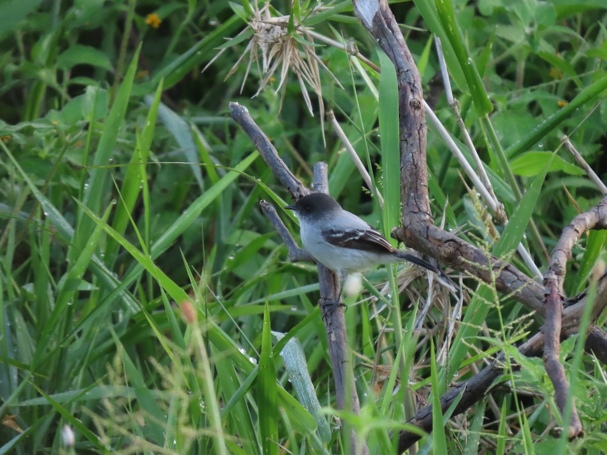 Тираник сірий - ML646334495