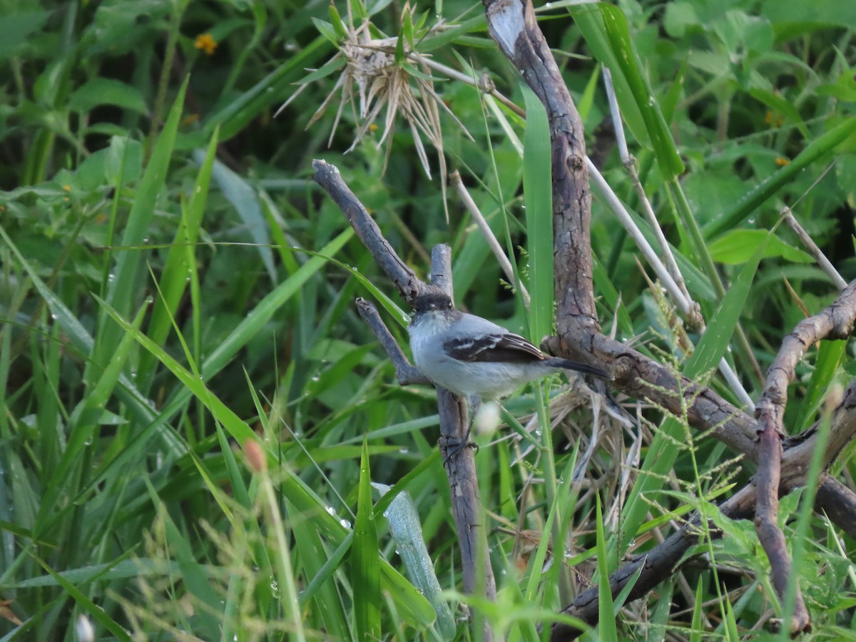 Тираник сірий - ML646334496