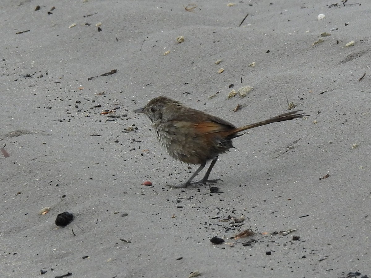 Western Bristlebird - ML646334499