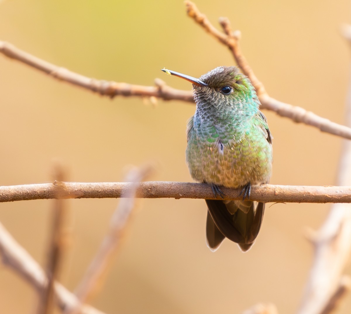 Versicolored Emerald - ML646334500