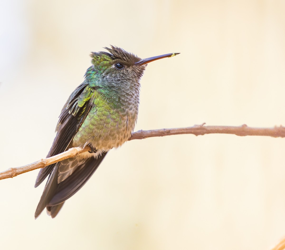 Versicolored Emerald - ML646334501