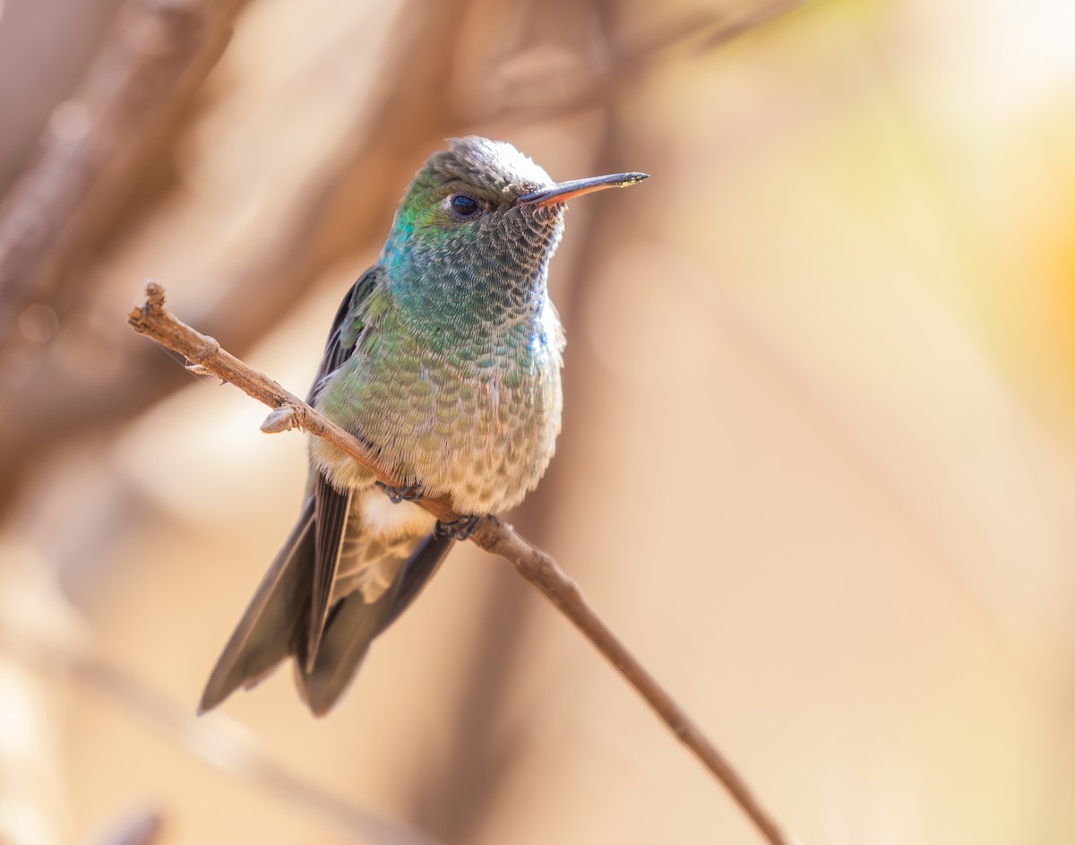 Versicolored Emerald - ML646334502