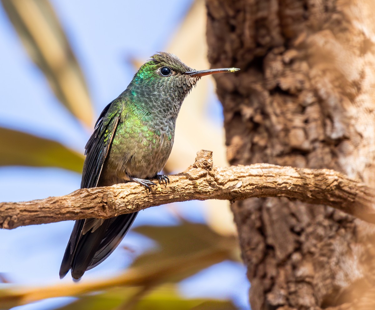 Versicolored Emerald - ML646334503