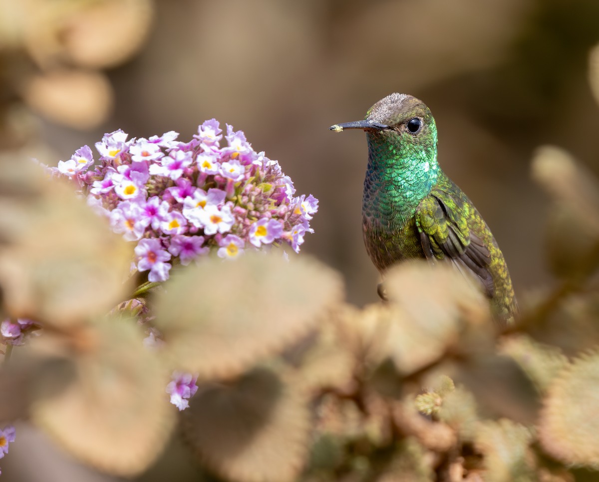 Versicolored Emerald - ML646334504