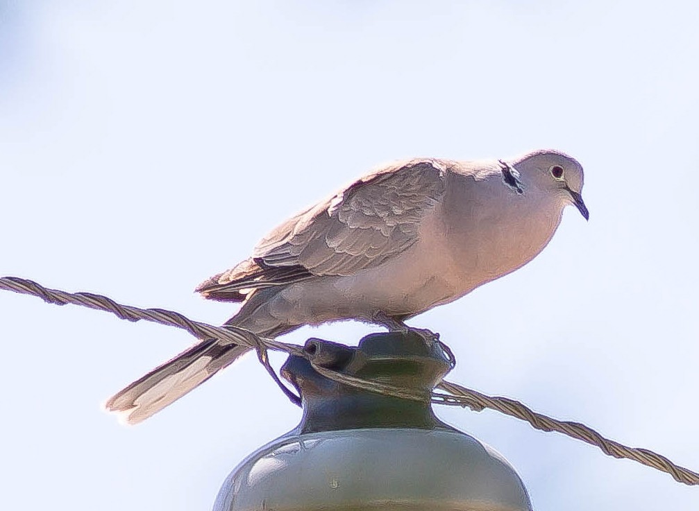 Eurasian Collared-Dove - ML646334514