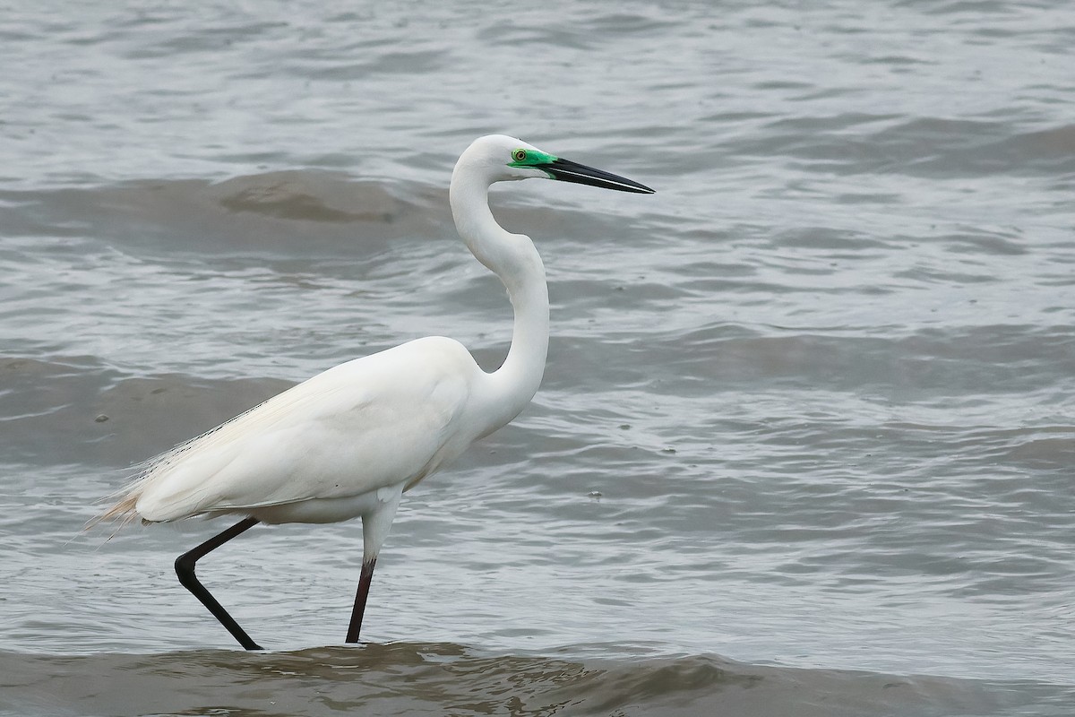 Great Egret (modesta) - ML646334515