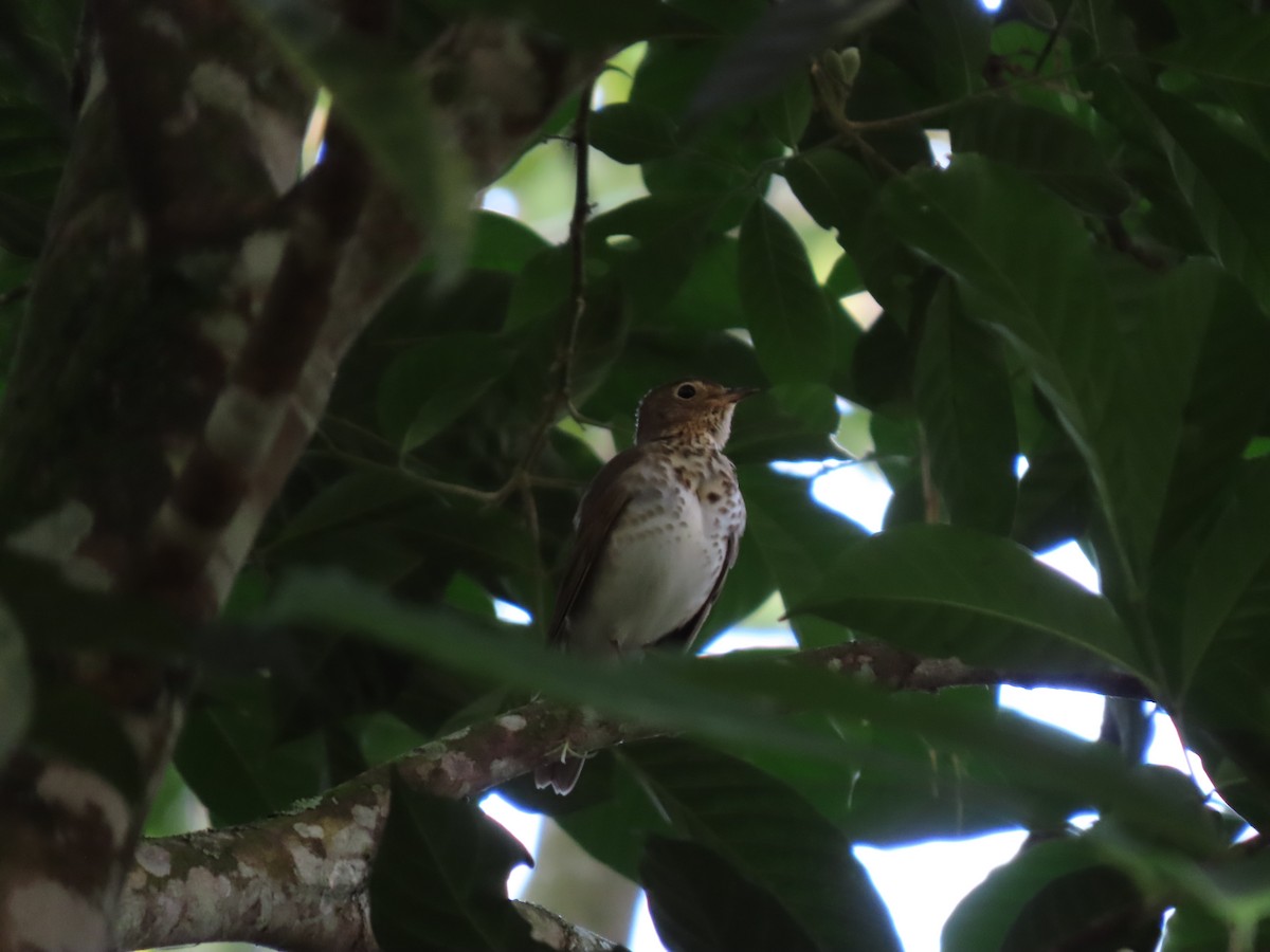 Swainson's Thrush - ML646334516