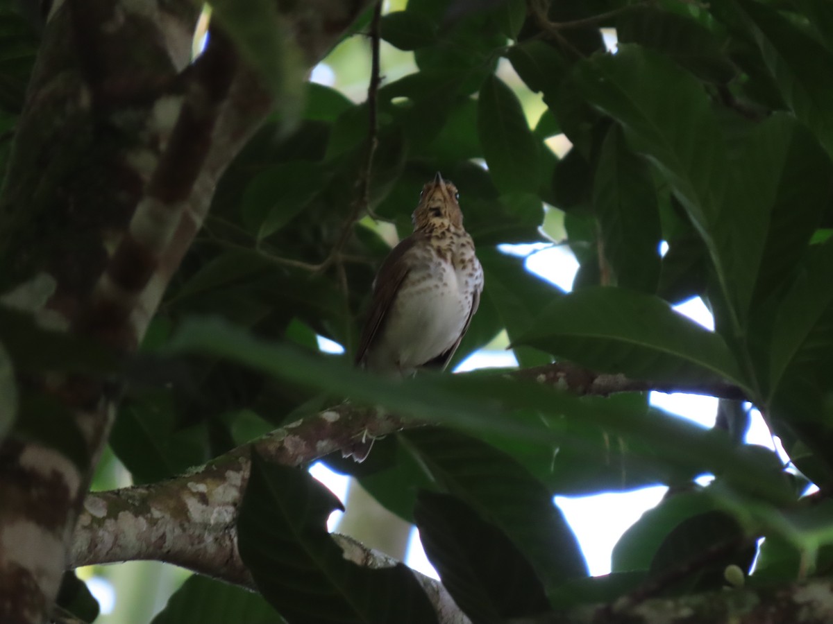 Swainson's Thrush - ML646334517