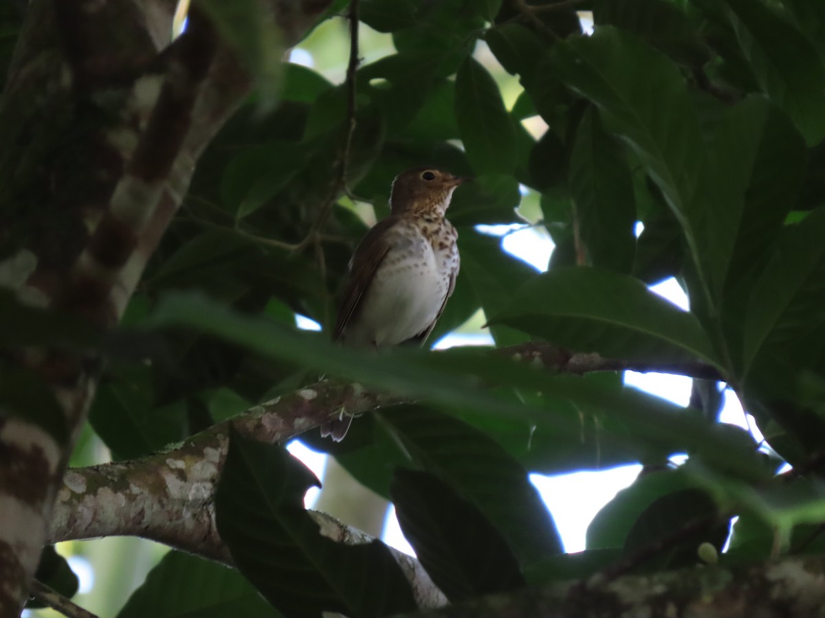 Swainson's Thrush - ML646334518