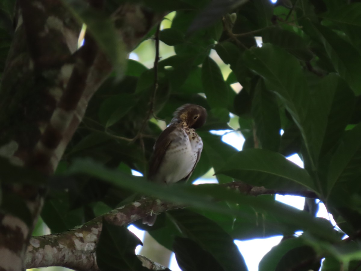 Swainson's Thrush - ML646334519