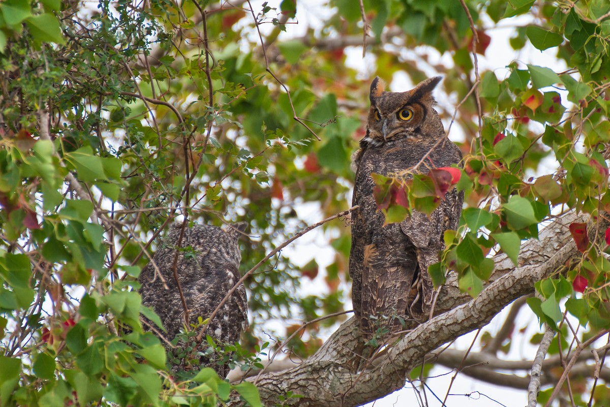 Great Horned Owl - ML646334520