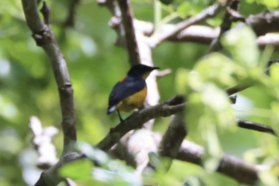 Orange-bellied Flowerpecker - ML646334521