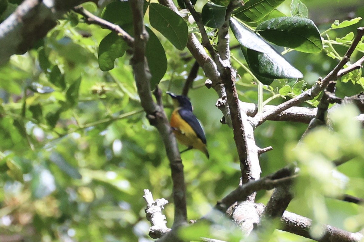 Orange-bellied Flowerpecker - ML646334522