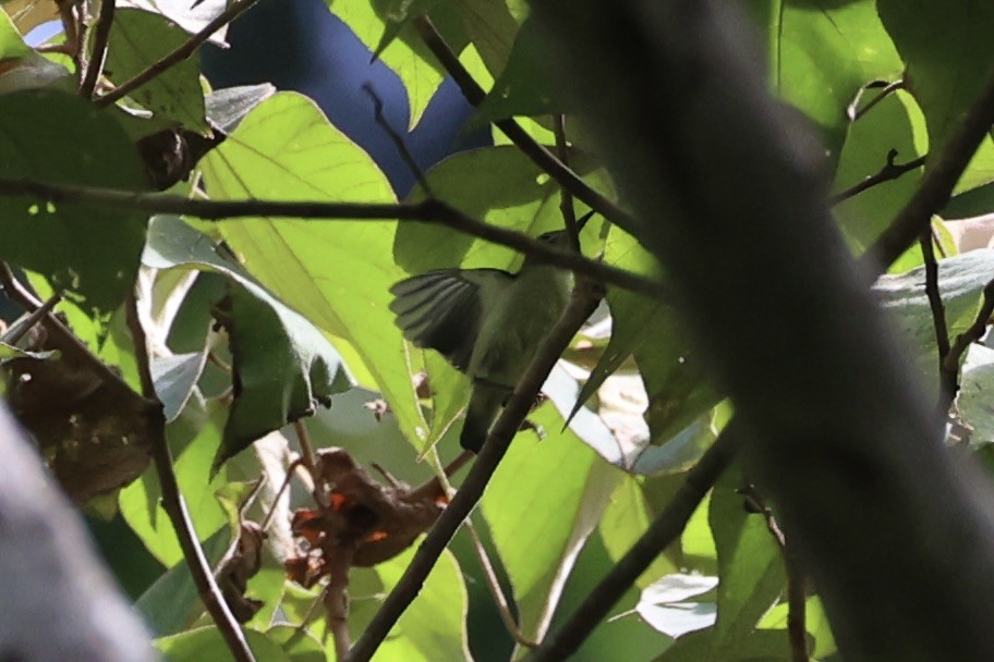 Orange-bellied Flowerpecker - ML646334523