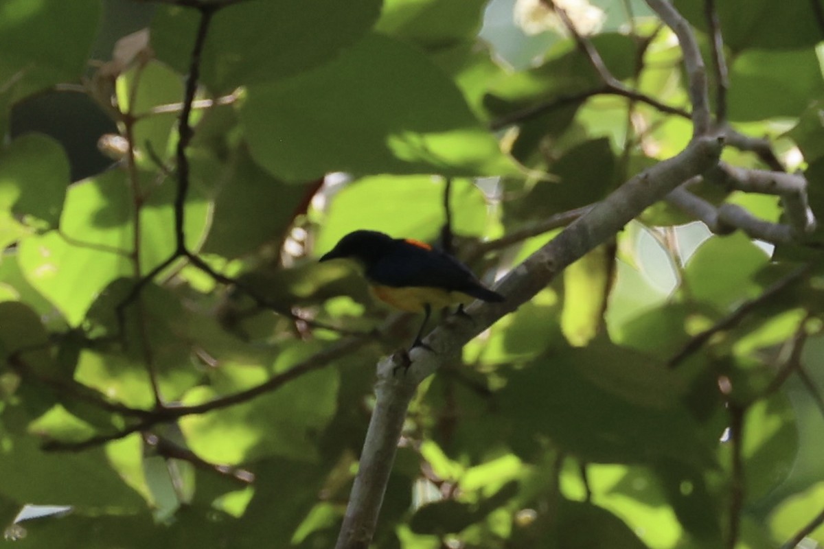 Orange-bellied Flowerpecker - ML646334524