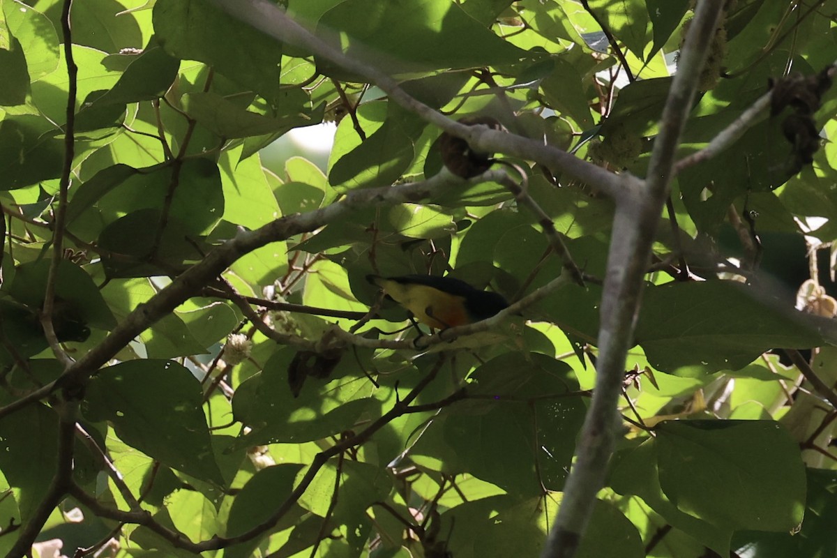 Orange-bellied Flowerpecker - ML646334525