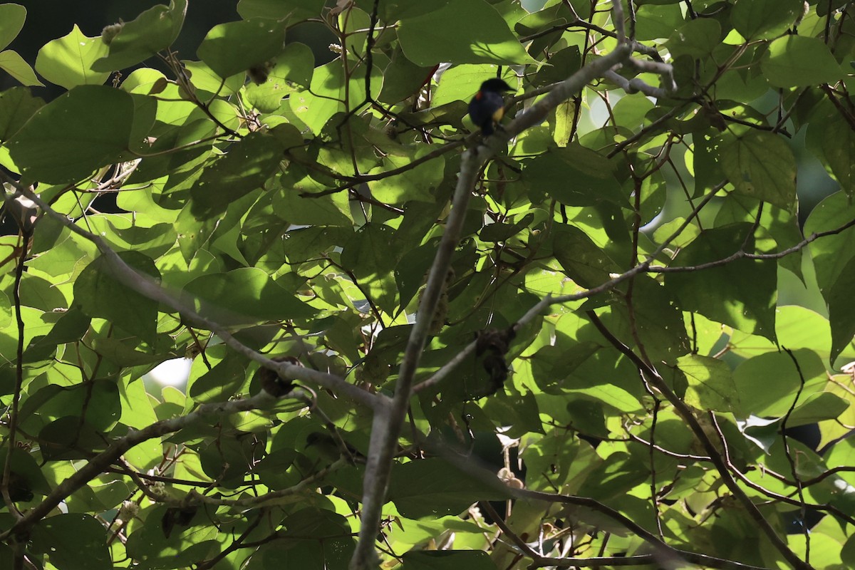 Orange-bellied Flowerpecker - ML646334526
