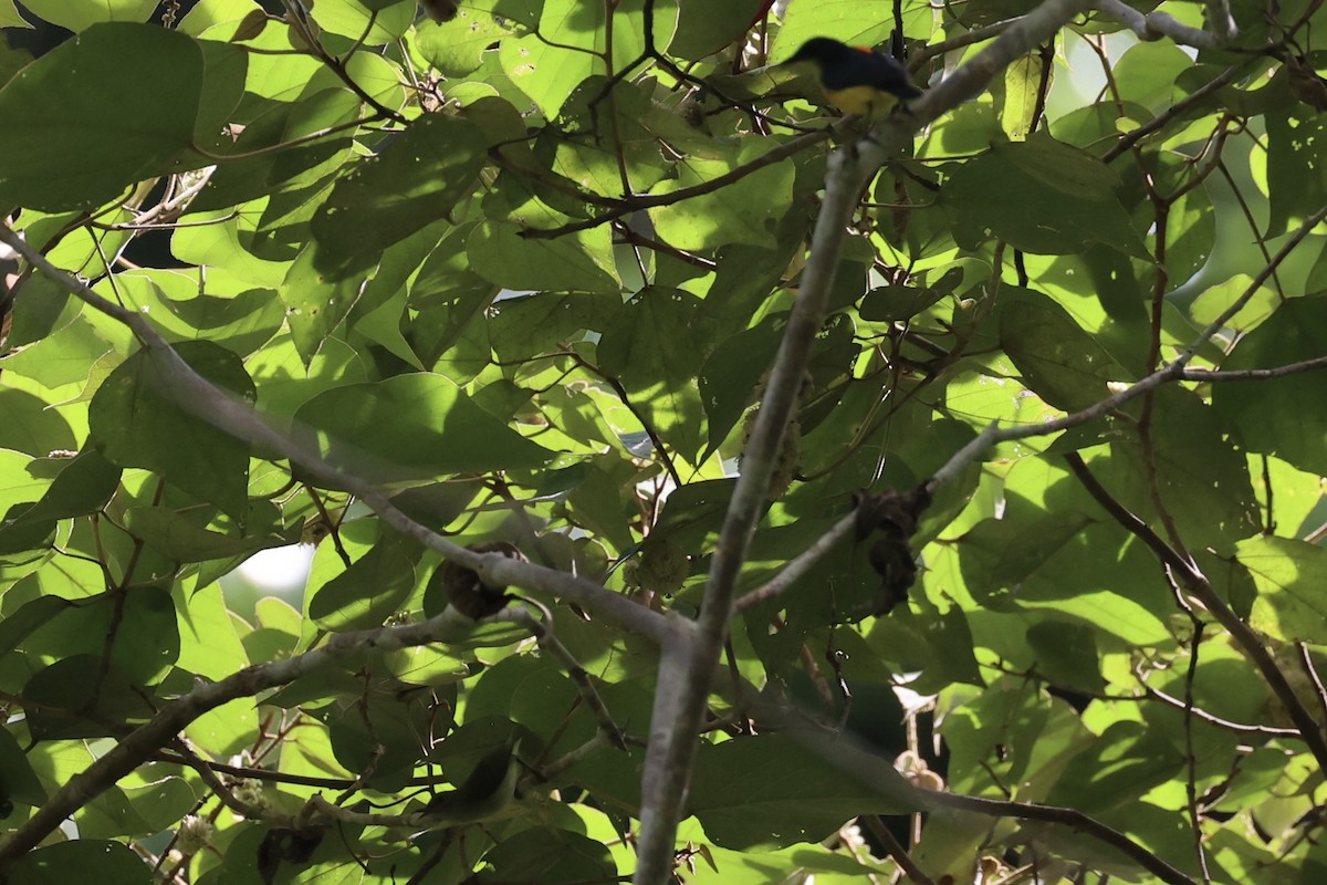 Orange-bellied Flowerpecker - ML646334527