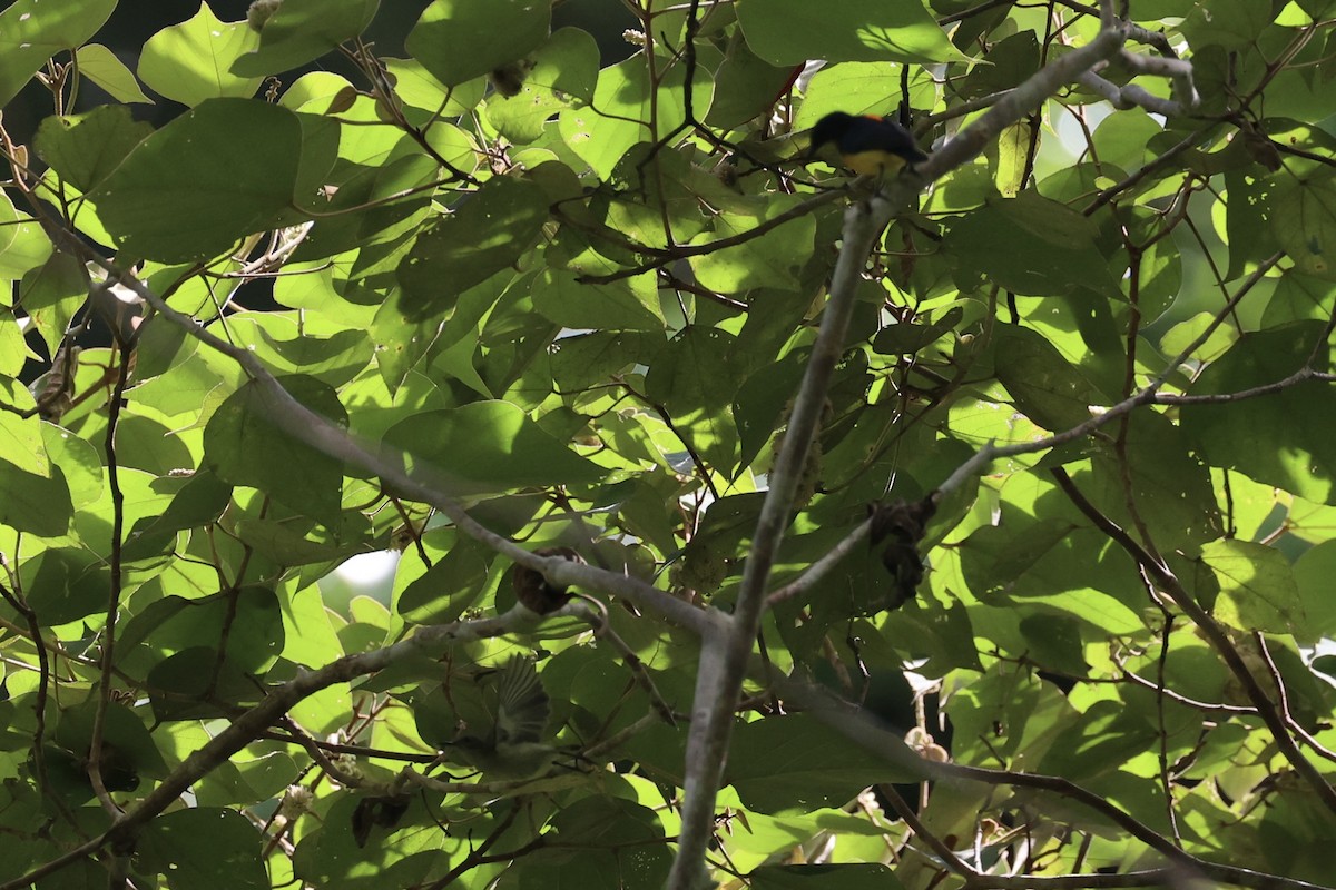 Orange-bellied Flowerpecker - ML646334528