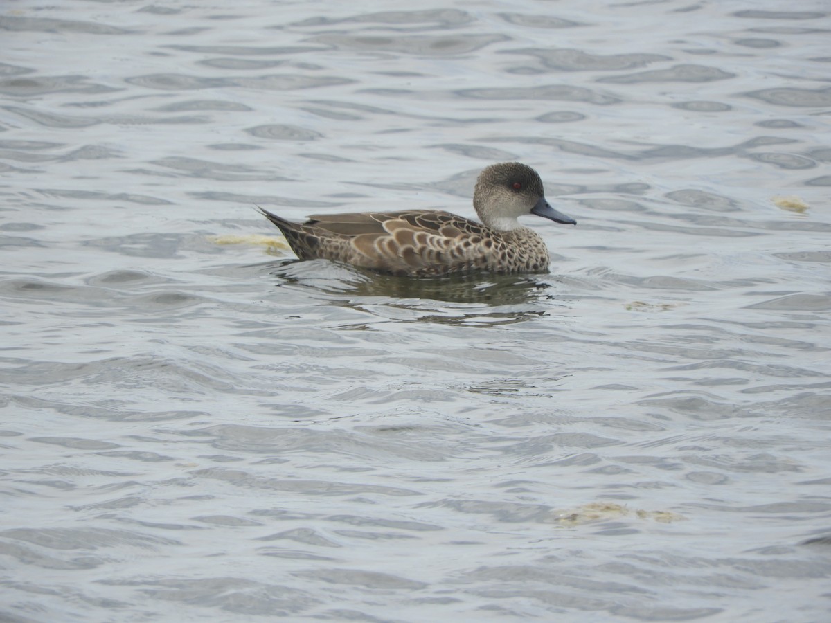 Gray Teal - ML646334530