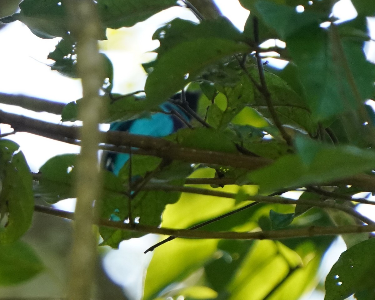 Lovely Cotinga - ML646334532