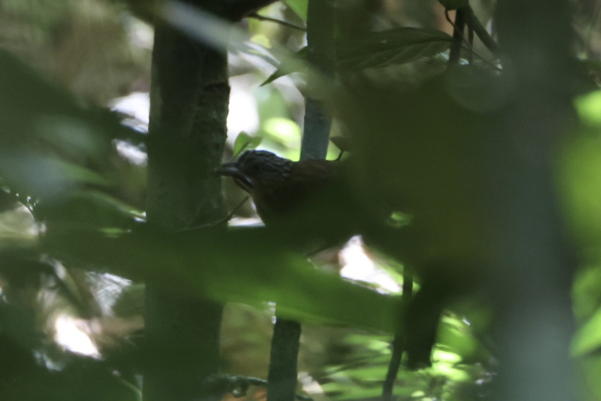 Brown Tit-Babbler - ML646334533