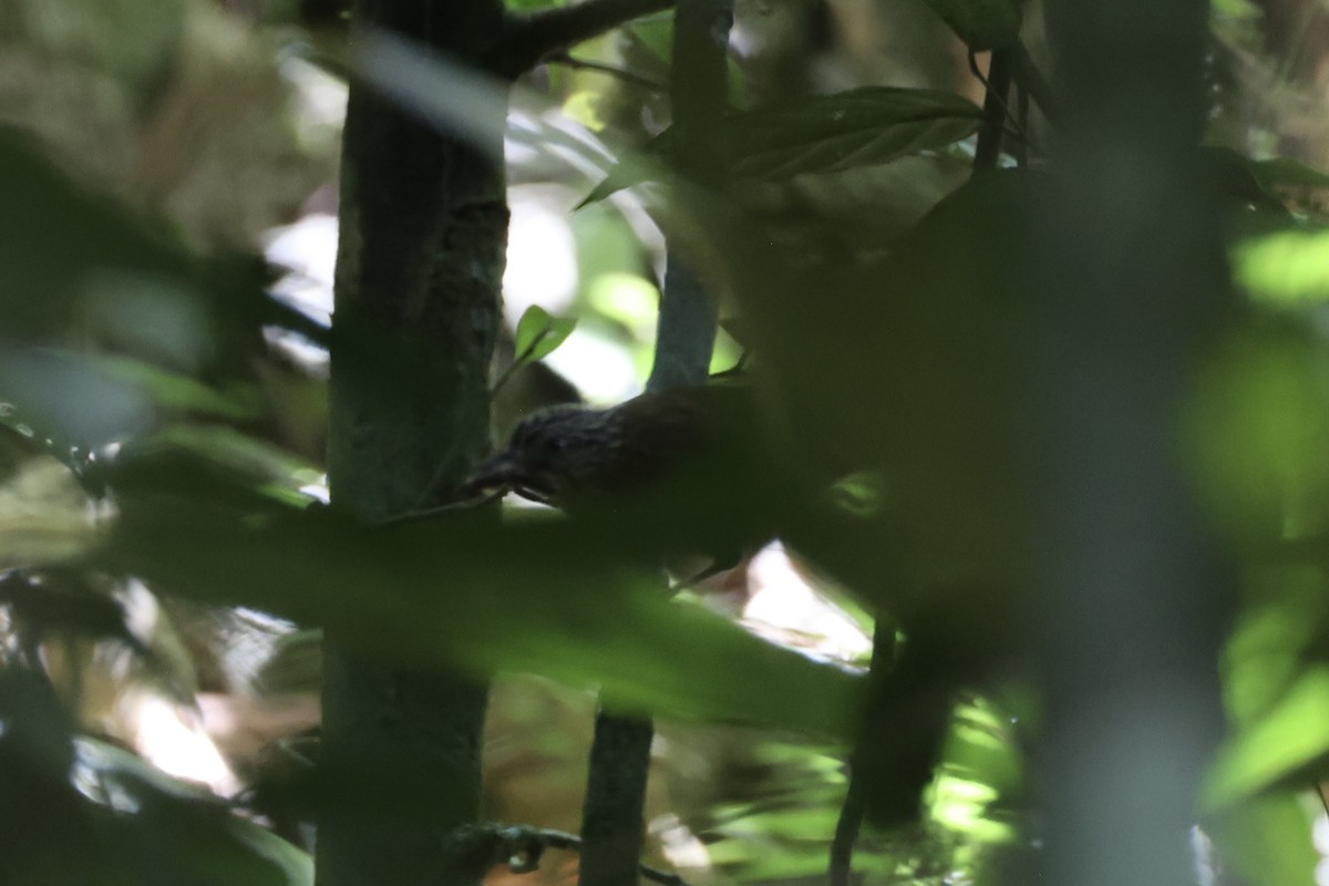 Brown Tit-Babbler - ML646334534