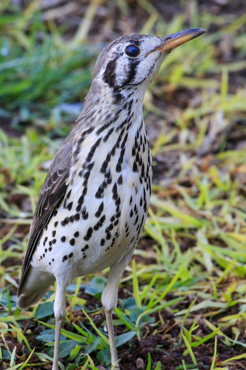 Groundscraper Thrush - ML646334535