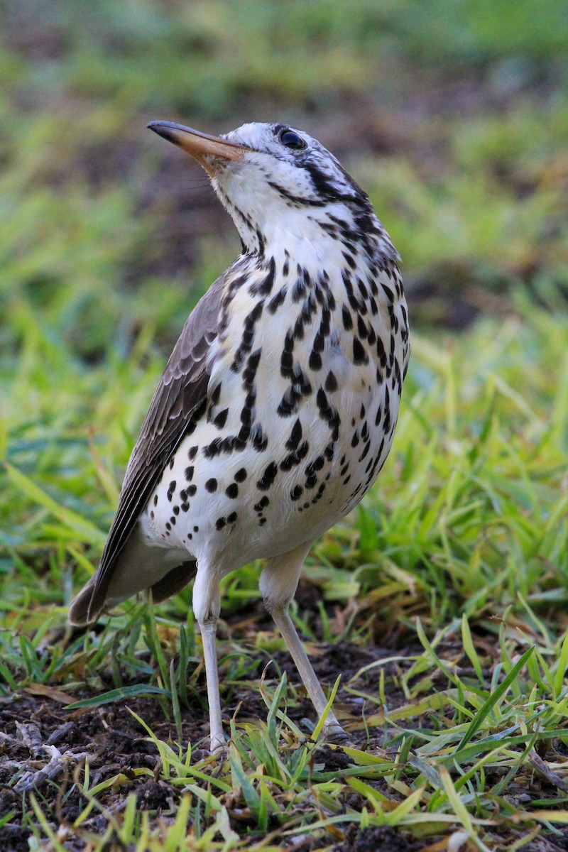 Groundscraper Thrush - ML646334536