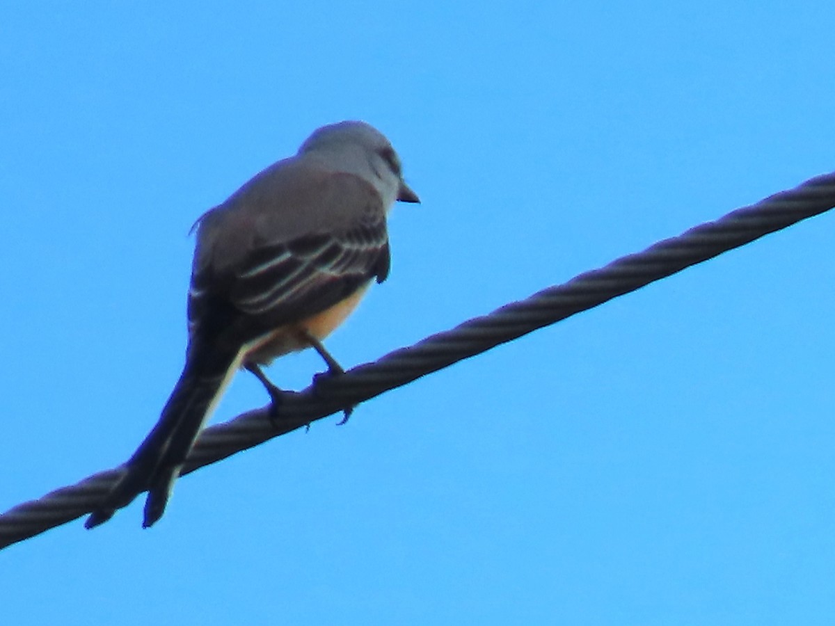 Tyran à longue queue - ML646334537