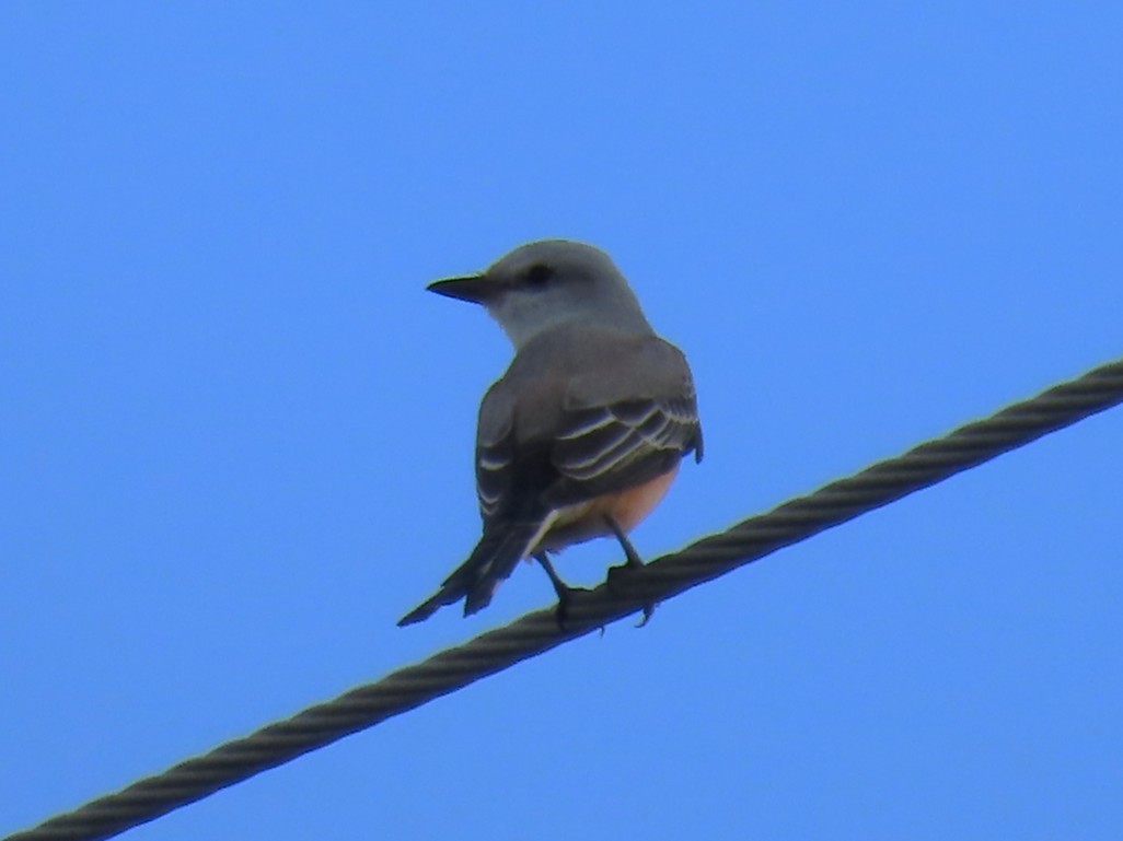 Tyran à longue queue - ML646334538