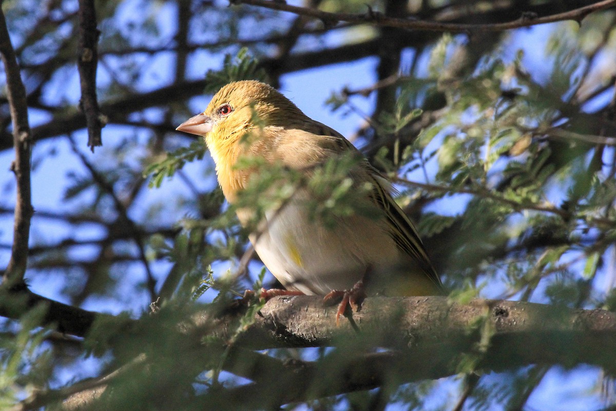 Southern Masked-Weaver - ML646334540