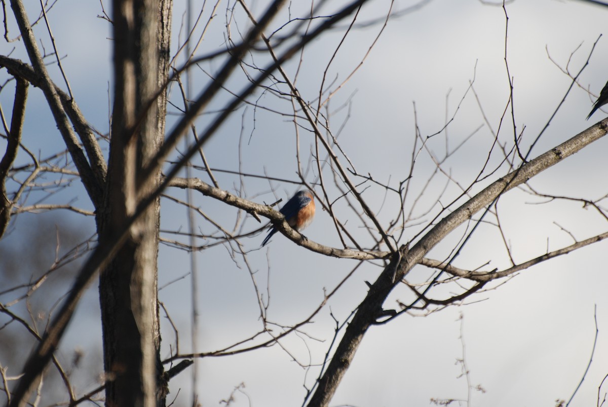 Eastern Bluebird - ML646334541