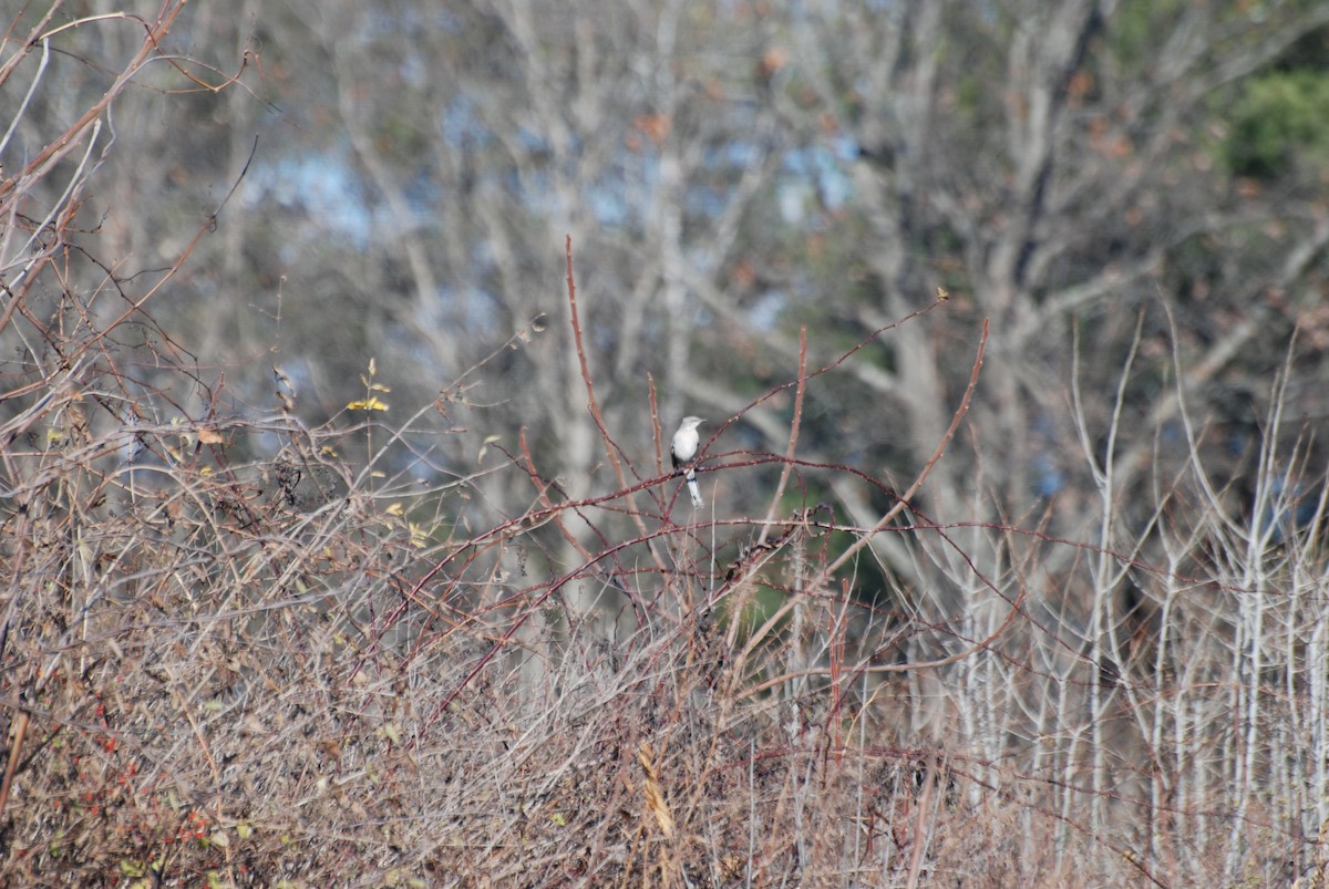 Northern Mockingbird - ML646334542