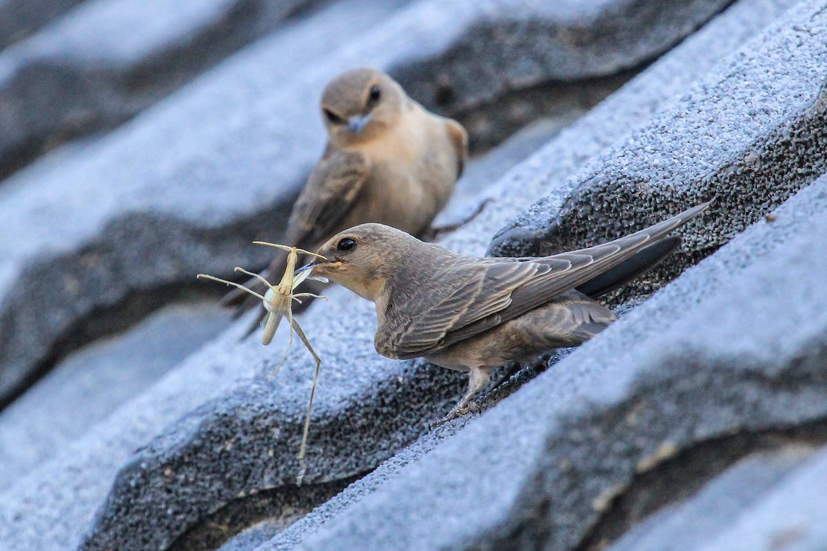 Southern Crag-Martin - ML646334543
