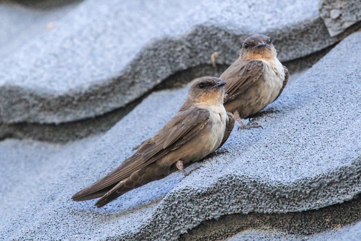 Southern Crag-Martin - ML646334544